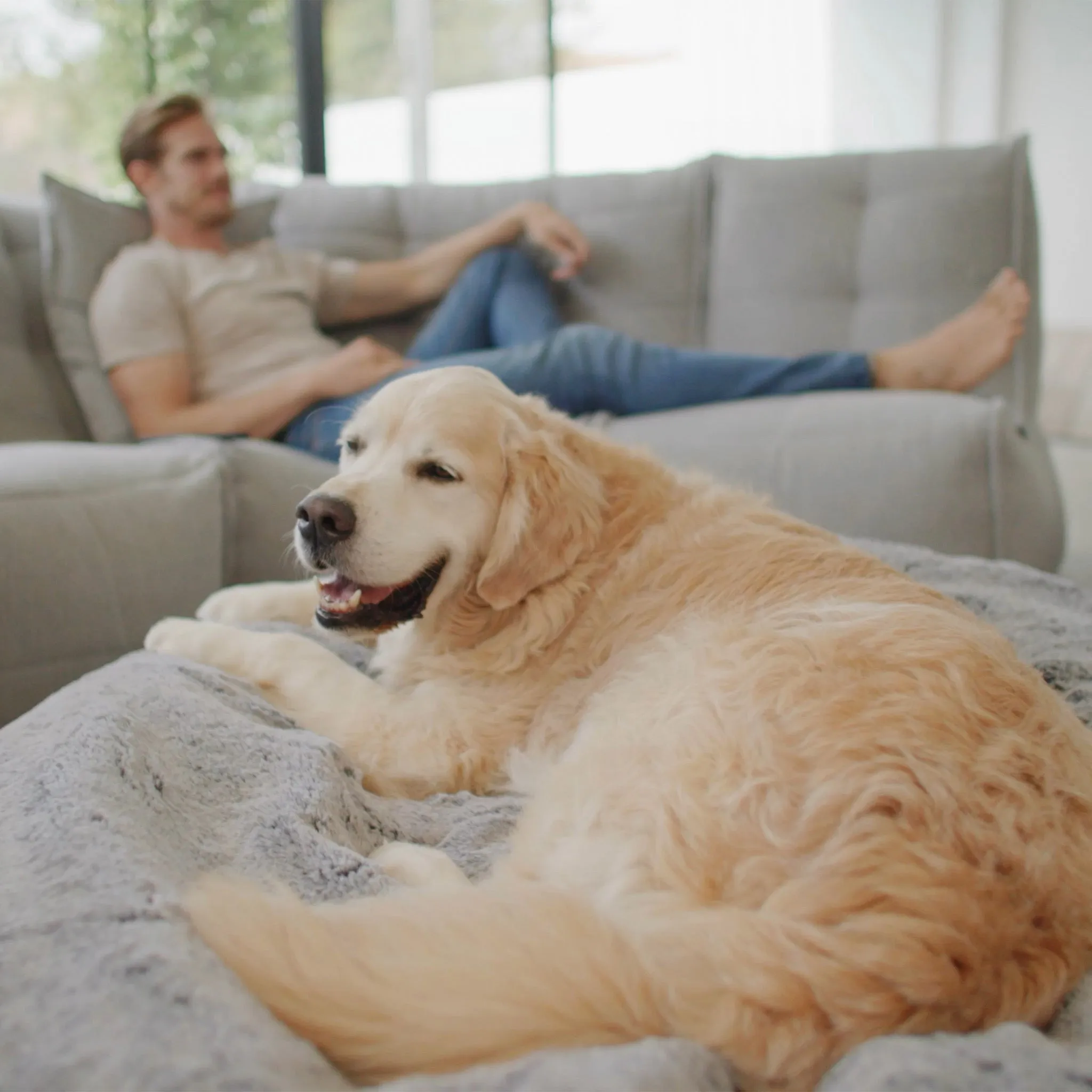 Large Rebound Foam Mattress Dog Bed - Interior/Outdoor